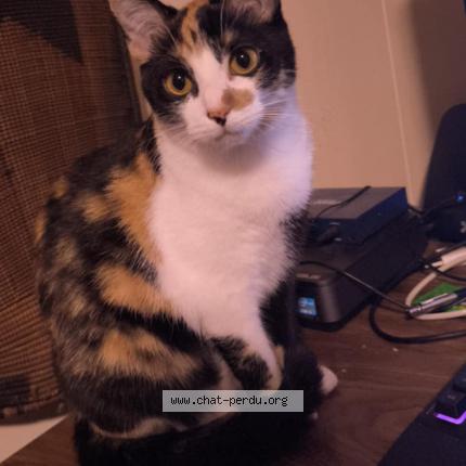 Photo 1/1 Kefta Chat lost in Jemappes