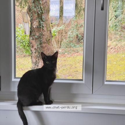 Photo 1/1 Wendy Chat lost in Bart