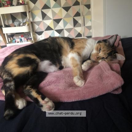 Photo 1/1 Rosie Chat lost in Tours