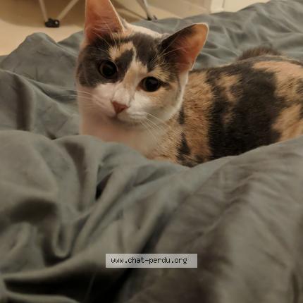 Photo 1/1 Pixelle Chat lost in Joue les tours