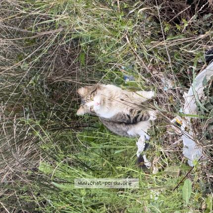 Photo 1/1 Found cat Found in Saint raphael