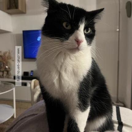 Photo 1/1 Twix Chat lost in Capestang