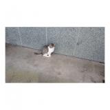 Picture of cat found at Dinan