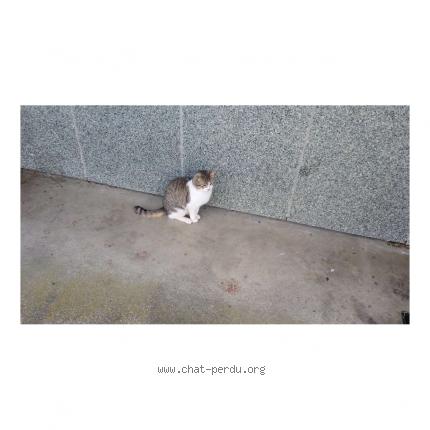 Photo 1/1 Cat reunited Found in Dinan