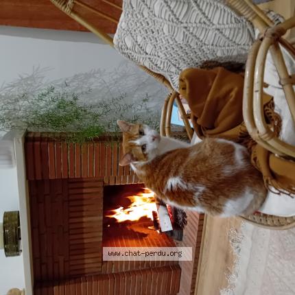 Photo 1/1 TIM Chat lost in Saint malo