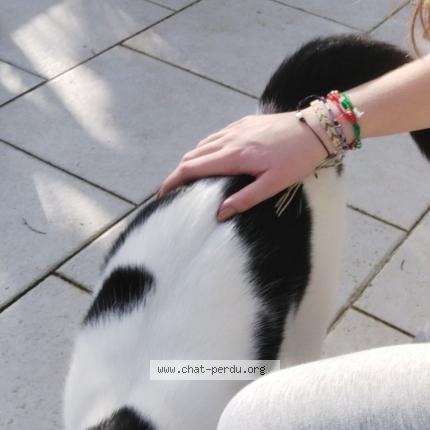 Photo 1/1 Smotthi Chat lost in Saint cybardeaux