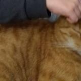 Picture of cat lost at Salies De Bearn