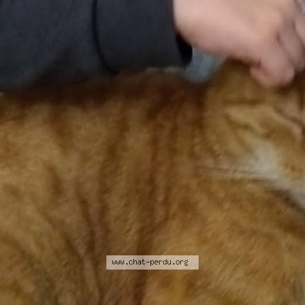 Photo 1/1 MIMI Chat lost in Salies de bearn