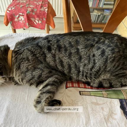 Photo 1/1 Marius Chat lost in Soetrich