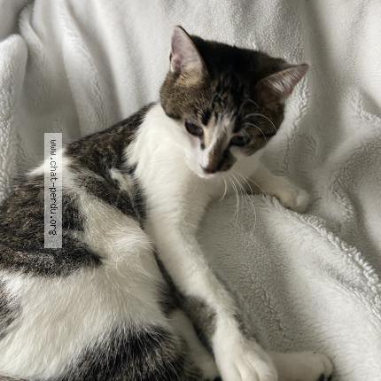 Photo 1/1 Nala Chat lost in Chelles