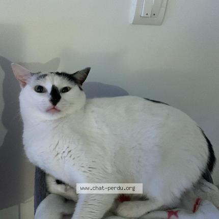 Photo 1/1 Snow Chat lost in Retiers