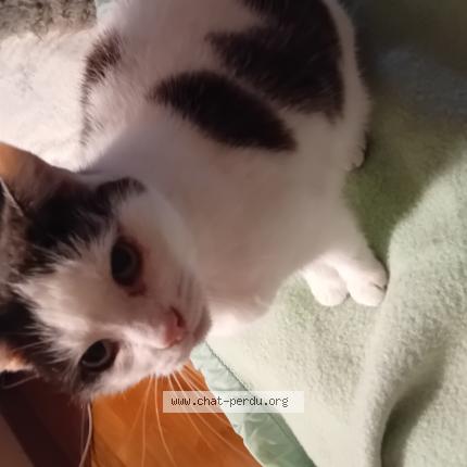 Photo 1/1 Minouchkette Chat lost in Villefontaine