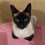 Picture of cat lost at Radenac