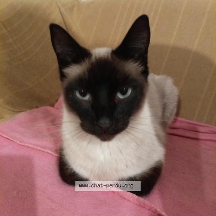 Photo 1/1 Quasi Chat lost in Radenac