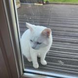 Picture of cat lost at Noyal Pontivy