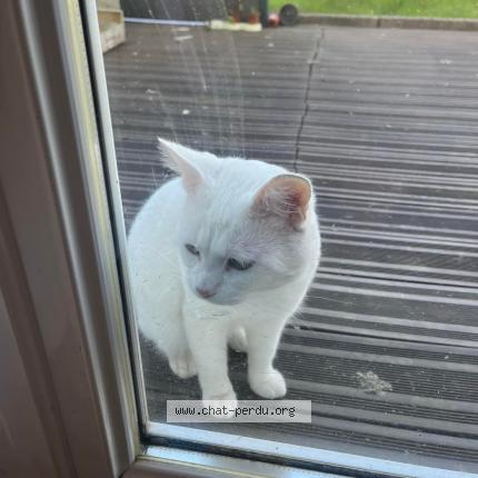 Photo 1/1 Éros Chat lost in Noyal pontivy