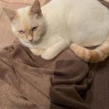 Picture of cat lost at Fouras