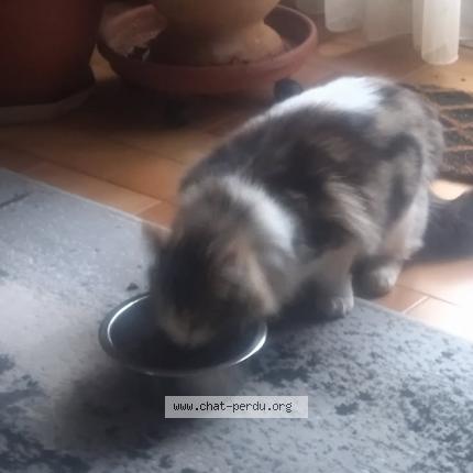 Photo 1/1 Found cat Found in Le pontet