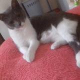 Picture of cat lost at Casteljaloux