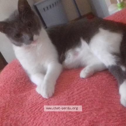 Photo 1/1 Miss Chat lost in Casteljaloux