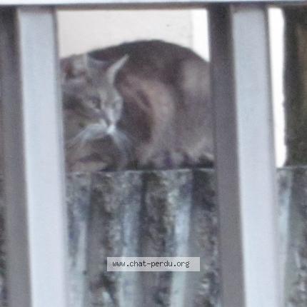 Photo 1/1 Found cat Found in Limoges