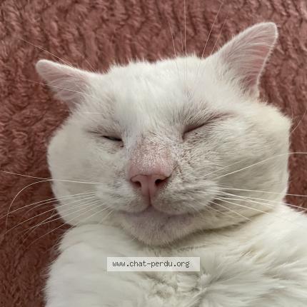 Photo 1/1 Fahed Chat lost in Nevers