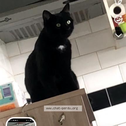 Photo 2/2 Poutine Chat lost in Montreuil