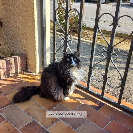 Photo 1/1 Minou Chat lost in Corneilla del vercol