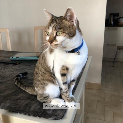 Photo 1/1 Nout Chat lost in Montaren uzes