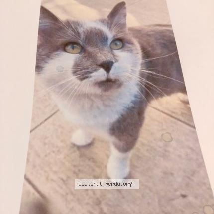 Photo 1/1 Grisou Chat lost in Villenave d ornon