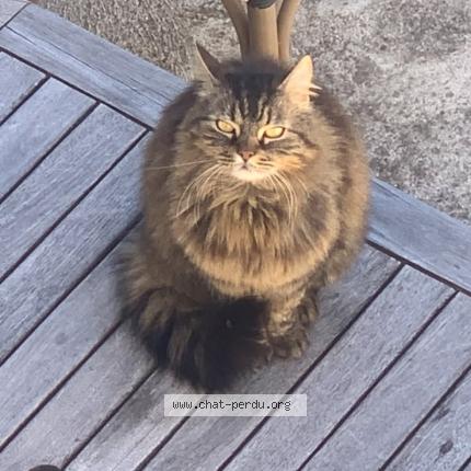 Photo 1/1 Tiki Chat lost in Hiersac