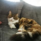 Picture of cat lost at Loriol Sur Drome