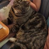 Picture of cat lost at Salles