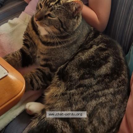 Photo 1/1 Charlie Chat lost in Salles