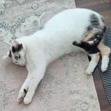 Picture of cat lost at Bertrange