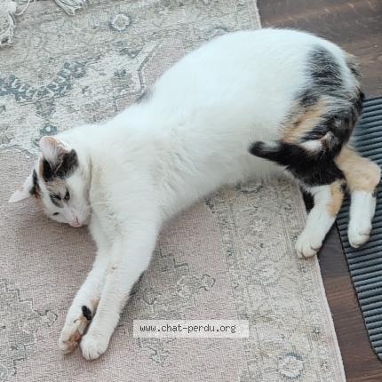 Photo 1/1 Bonnie Chat lost in Bertrange