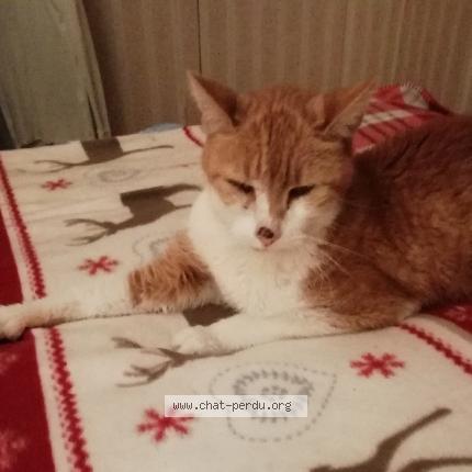 Photo 1/1 Terton dit ROUROU Chat lost in Reims