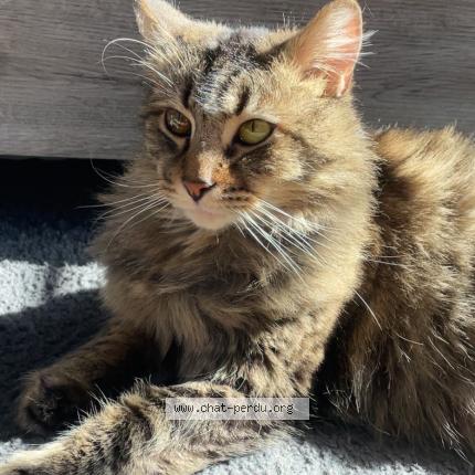 Photo 1/2 Tigrou Chat lost in Watten