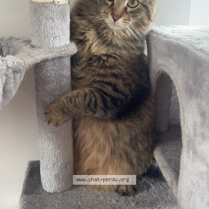 Photo 2/2 Tigrou Chat lost in Watten