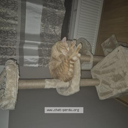 Photo 1/1 Tigrou Chat lost in Marcinelle