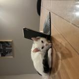 Picture of cat lost at La Grande Paroisse