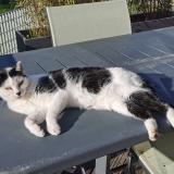 Picture of cat lost at Ste Foy De Peyrolieres