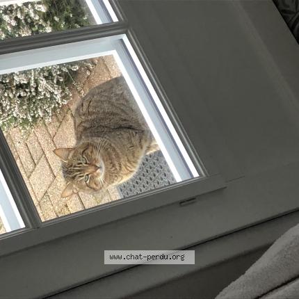 Photo 1/1 Found cat Found in Pontoise