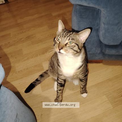 Photo 1/1 Mimi Chat lost in Herserange