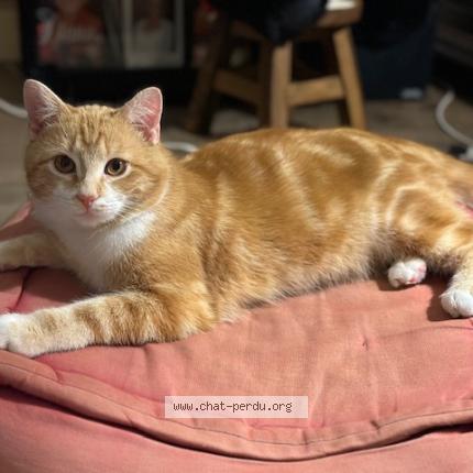 Photo 1/1 Cat reunited Lost in Vesoul lac de vaivre