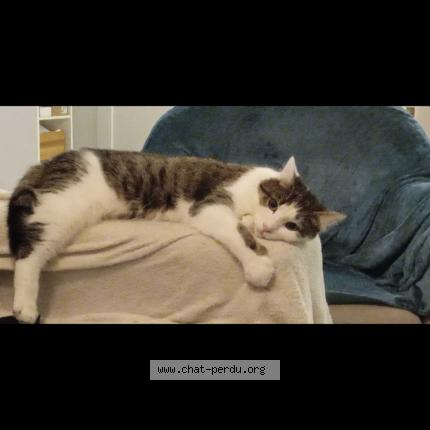 Photo 1/1 Capuch' Chat lost in Saint nazaire