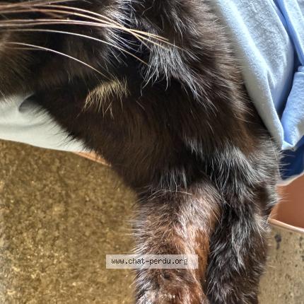 Photo 1/1 Found cat Found in Boiry sainte rictrude