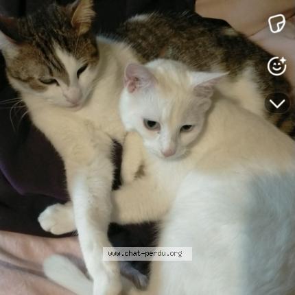 Photo 1/1 Roucki Chat lost in Rouvroy