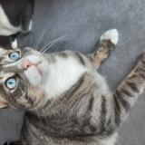 Picture of cat lost at Villeneuve Tolosane