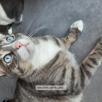 Photo 1/1 Cali Chat lost in Villeneuve tolosane